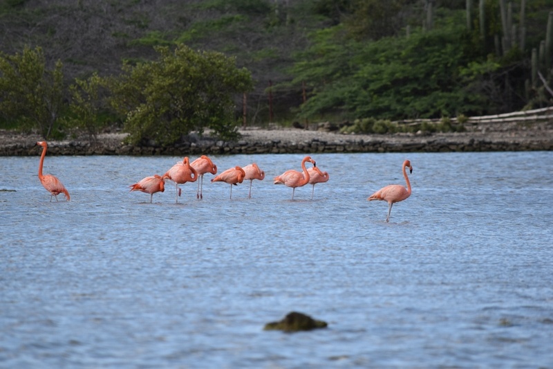 flamingos curacao