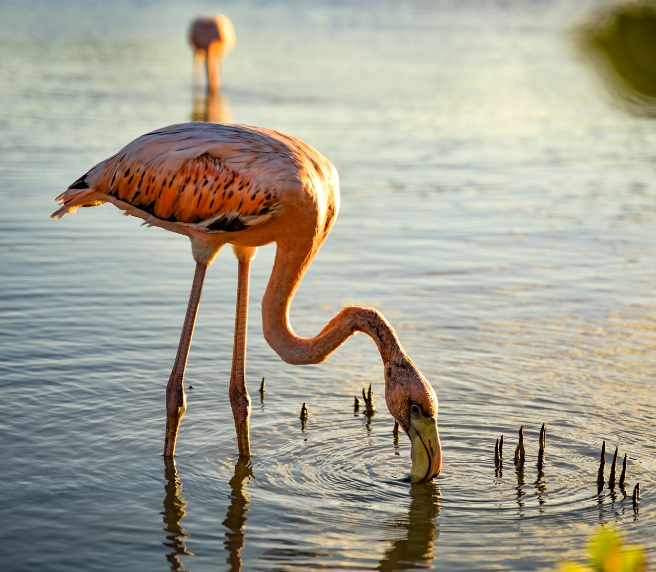 Flamingos in der Lagune in Curacao