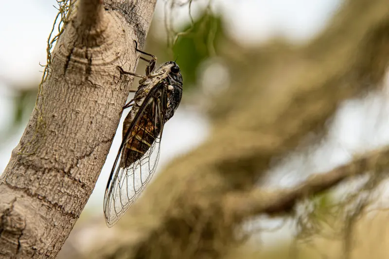 Cricker Insekt auf Curacao