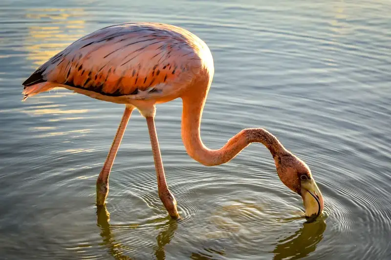 Flamingo in Curacao in Lagune
