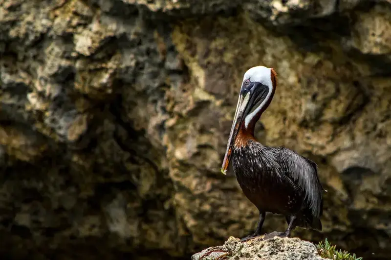 Pelikan ruhend auf einem Felsen
