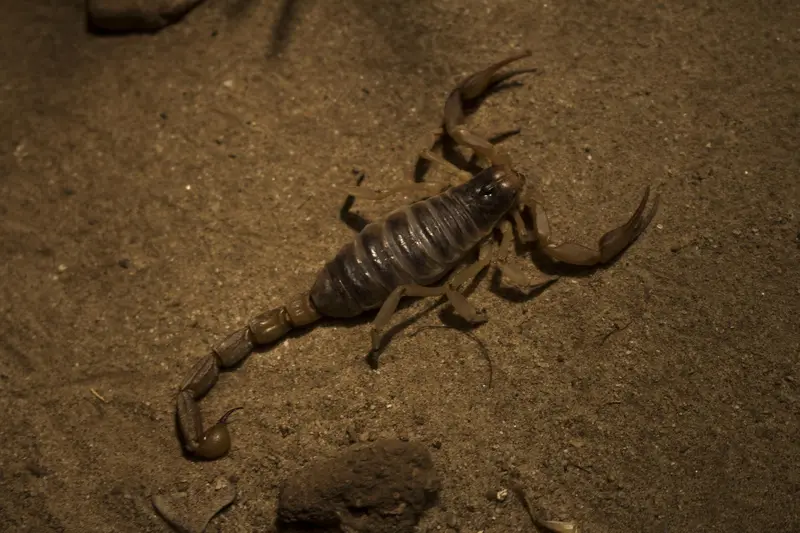 Skorpion, nacht insekt auf Curacao