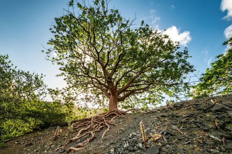 Ein ganz besonderer Baum auf Curacao, genannt, der Baum des Lebens.