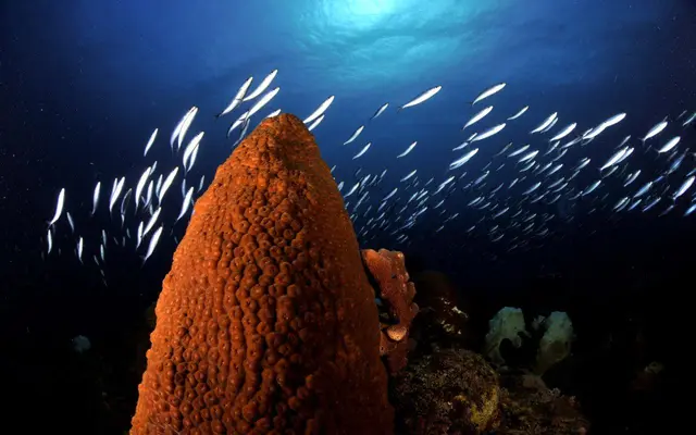 Unterwasserwelt beim Tauchen in Curacao