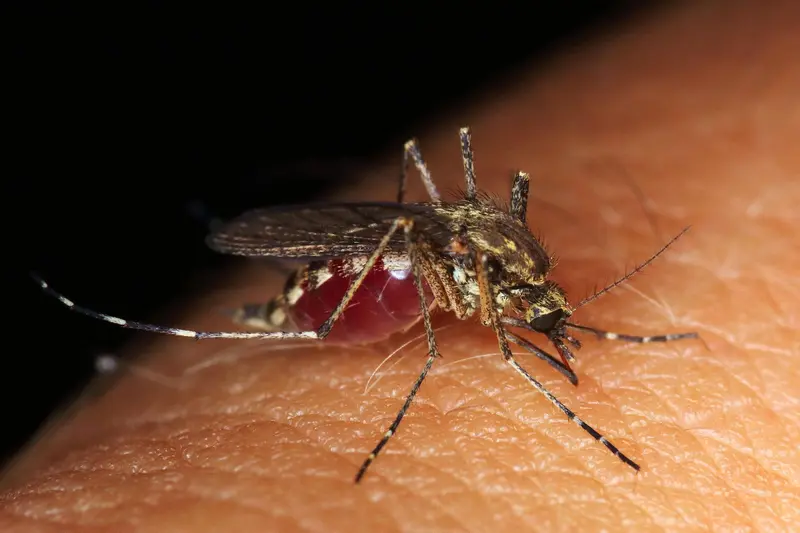 Mosquito als Krankheitserreger