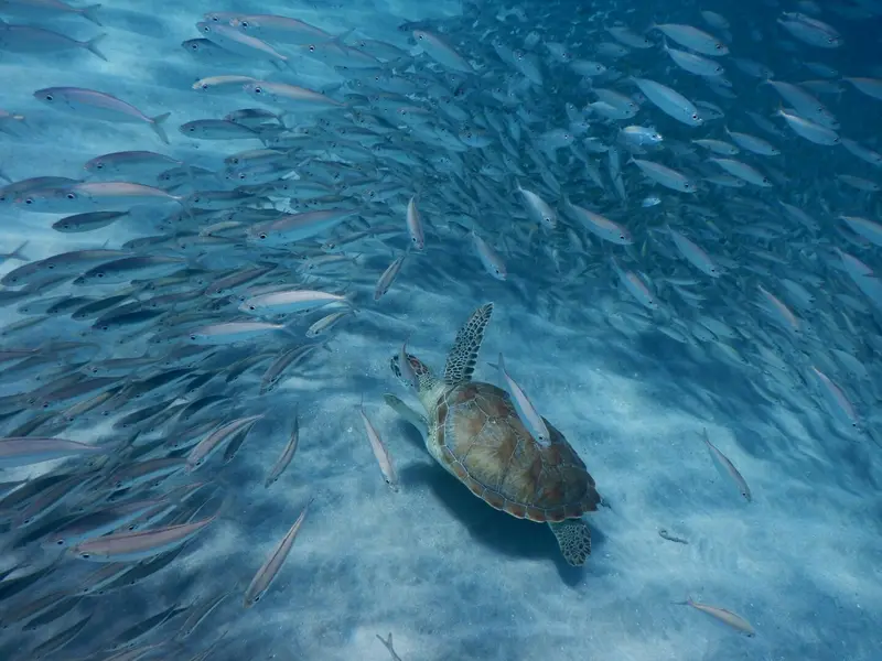 Schildkröten beobachten beim Schnorcheln, traumhafte Unterwasserwelt in Curacao. Ein Muss im Urlaub auf Curacao