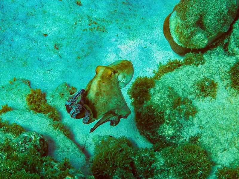 Octopus beobachtung bei Schnorcheln im Urlaub auf Curacao