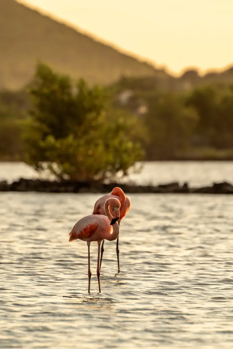 Flamingoes in Jan Kok Lagune