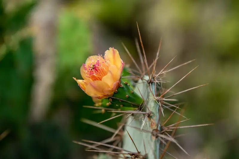 Kaktus Christoffelberg