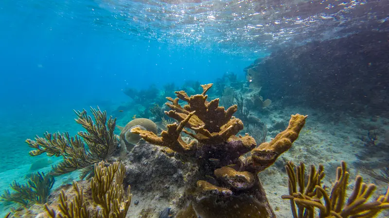 Korallen auf Curacao