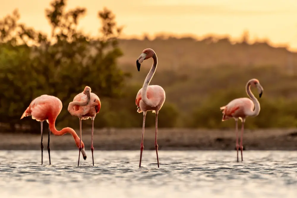 Flamingos in Curacao beobachten