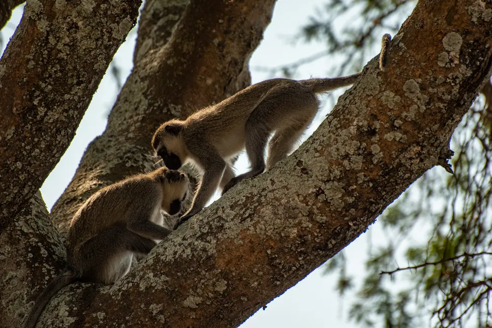 Monkey business