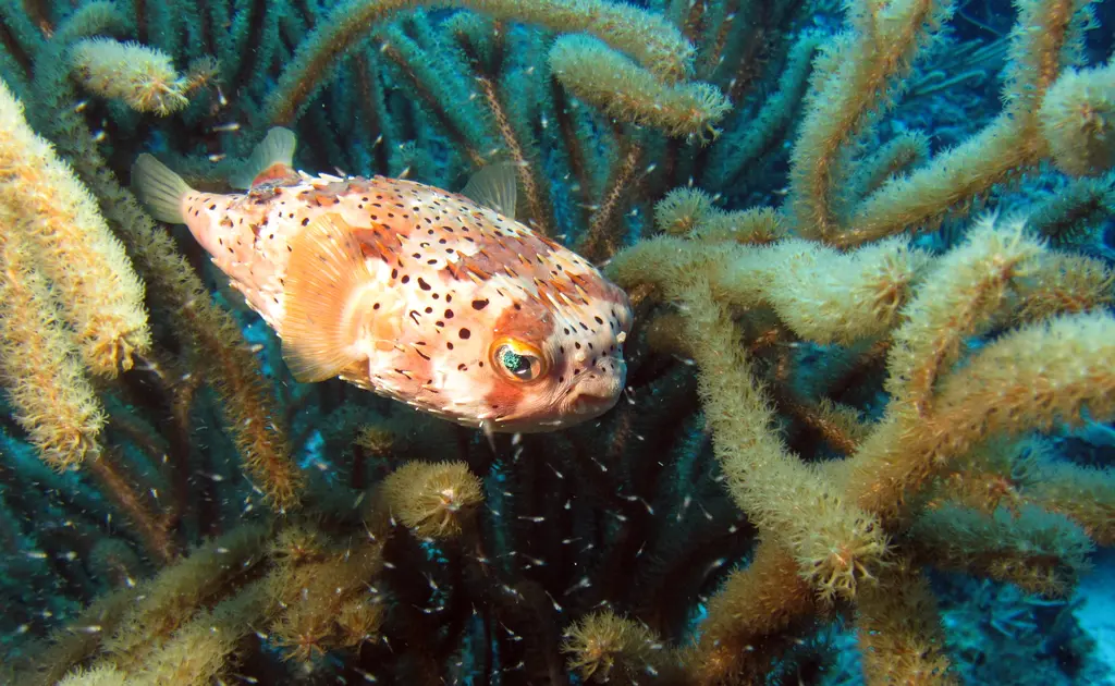 Junger Pufferfisch od Igelfisch Junger Pufferfisch od Igelfisch