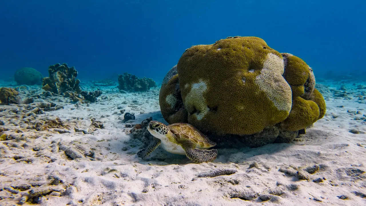 Schildkröten beobachten tauchen in Curacao Schildkröten beobachten tauchen in Curacao