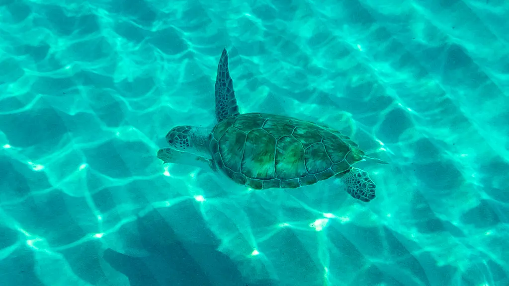 Snorcheln mit Schildkröten in Curacao Snorcheln mit Schildkröten in Curacao